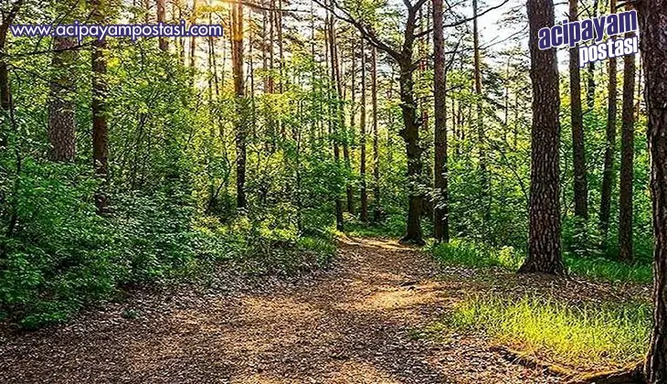 Afyonkarahisar’da ormanlık alanlara
                    girişler yasaklandı