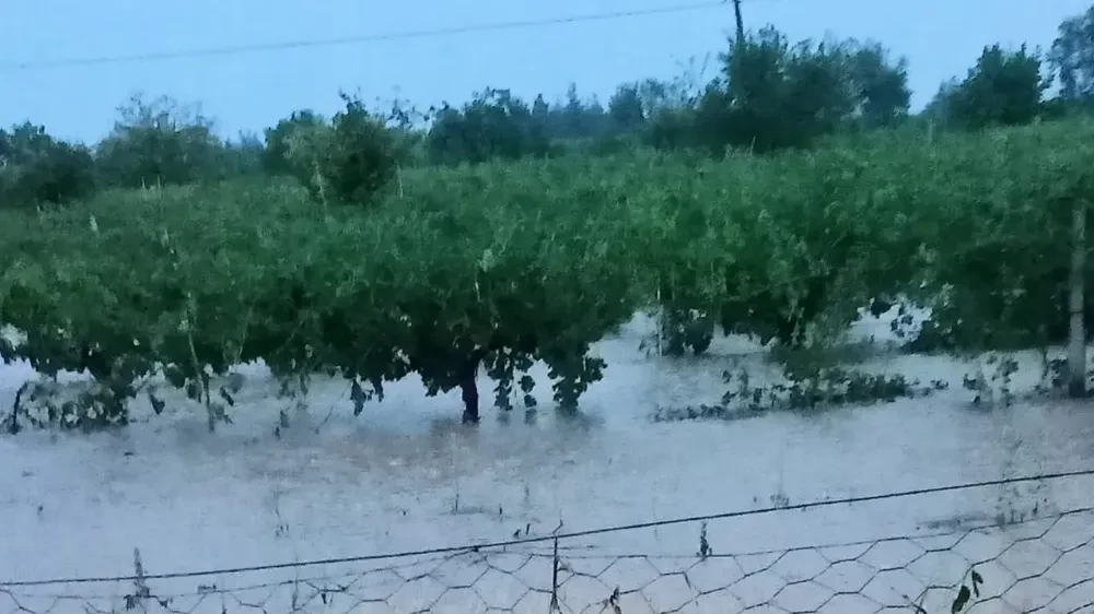 Güney’de hasada hazırlanan üzüm bağlarını dolu vurdu