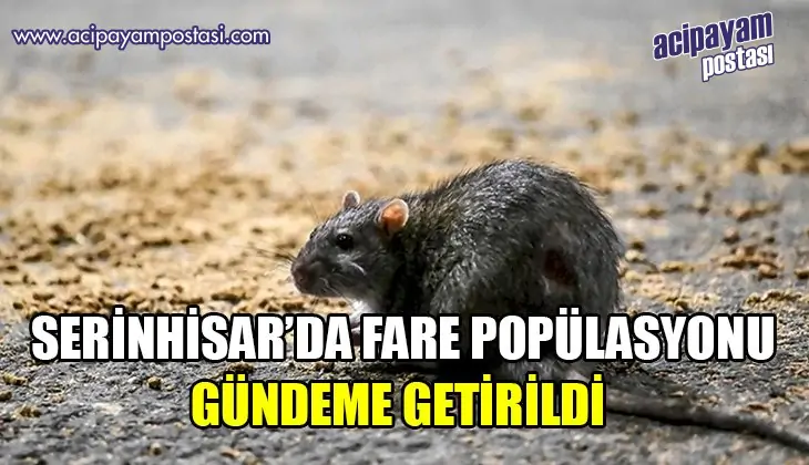 Serinhisar’da Fare Popülasyonu gündeme
                    getirildi